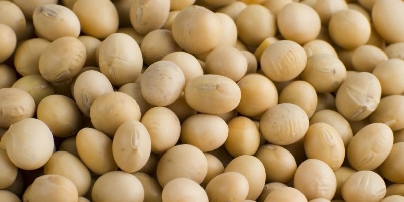 soy-beans